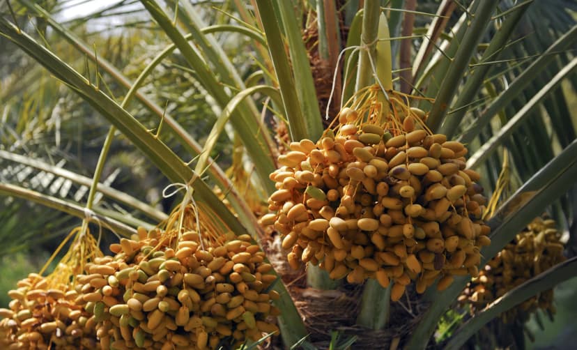 datesCompany.description